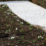 garden of escher, chaumont-sur-loire, france, 2009